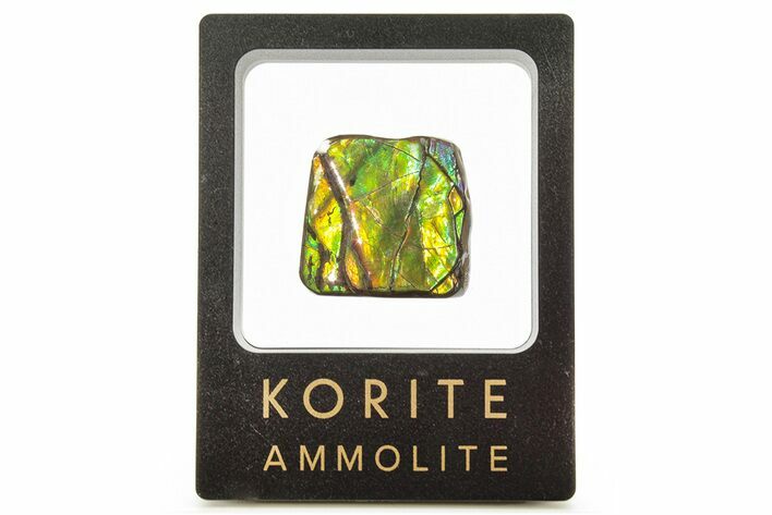 Iridescent Ammolite (Fossil Ammonite Shell) - Brilliant Green #265148